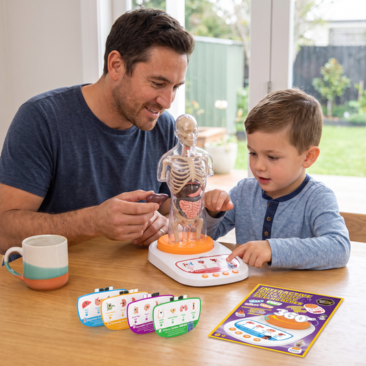 Interactive Talking Anatomical Model with Removable Organs & Audio-Guided Learning